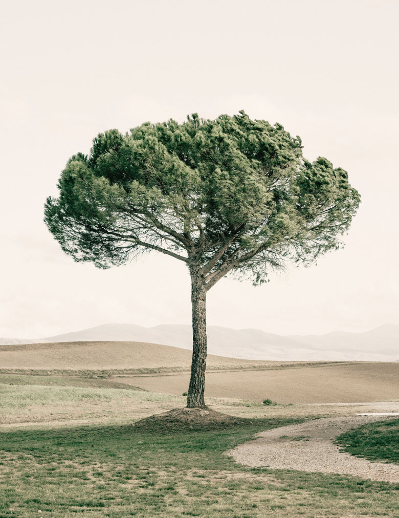 Einzelner Baum als Symbol für innere Aufrichtung und Ruhe