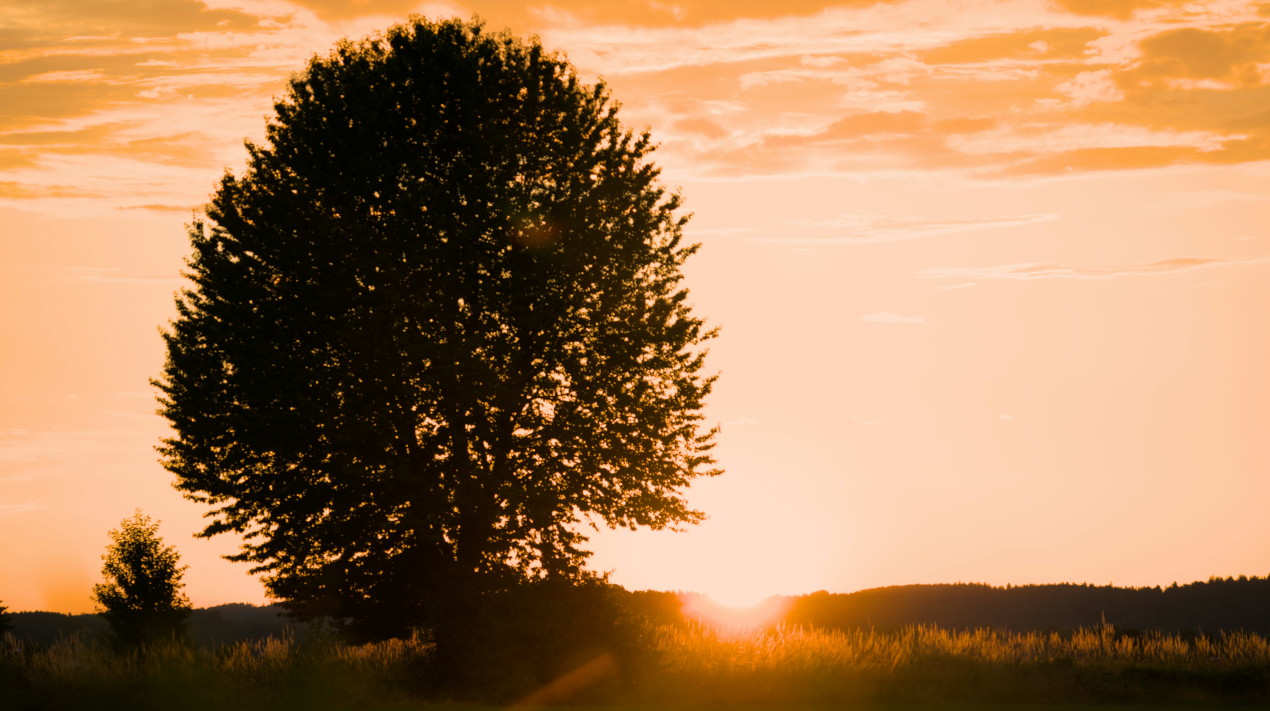 Baumsilhouette vor warmem Sonnenuntergang und weitem Himmel als Symbol für Mitgefühl mit innerem Halt